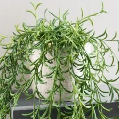 Dunelm Artificial Trailing Plant In Pot 6 Dunelm Artificial Trailing Plant In Pot -Cool Decoration 1000183136 alt01