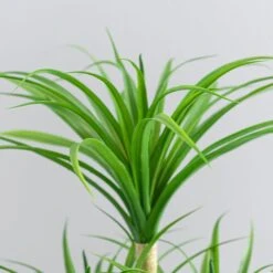 Dunelm Artificial Yucca Plant In Ceramic Pot -Cool Decoration 1000183215 alt03