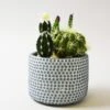 Dunelm Artificial Cactus Green In Textured Pot 19cm 1 Dunelm Artificial Cactus Green In Textured Pot 19cm -Cool Decoration 30675306