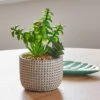 Dunelm Artificial Mini Succulent Garden In Cement Pot
