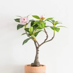 Dunelm Camellia Tree In Terracotta Planter 40cm -Cool Decoration 30724532 alt01