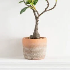 Dunelm Camellia Tree In Terracotta Planter 40cm -Cool Decoration 30724532 alt02