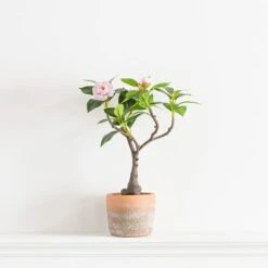 Dunelm Camellia Tree In Terracotta Planter 40cm -Cool Decoration 30724532 alt03