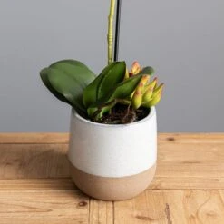 Dunelm Pink Orchid In Ceramic Pot 50cm -Cool Decoration 30724538 alt02