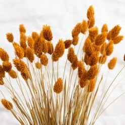 Dunelm Dried Ochre Phalaris Bundle 10 Dunelm Dried Ochre Phalaris Bundle -Cool Decoration 30747117 alt02
