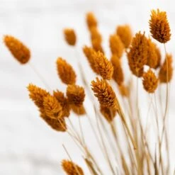 Dunelm Dried Ochre Phalaris Bundle 11 Dunelm Dried Ochre Phalaris Bundle -Cool Decoration 30747117 alt03