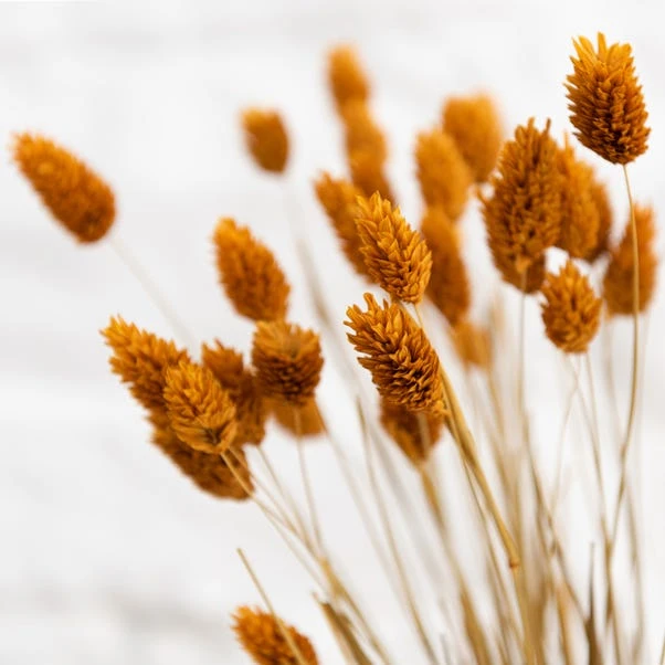 Dunelm Dried Ochre Phalaris Bundle 6 Dunelm Dried Ochre Phalaris Bundle - Image 4