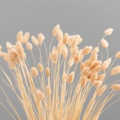 Dunelm Dried Pink Phalaris Bundle -Cool Decoration 30747118 alt04