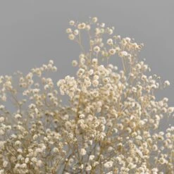 Dunelm Dried White Gypsophila Bundle -Cool Decoration 30748843 alt02
