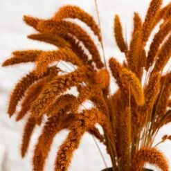 Dunelm Dried 55cm Orange Setaria Macrostachia Bundle 10 Dunelm Dried 55cm Orange Setaria Macrostachia Bundle -Cool Decoration 30751171 alt02
