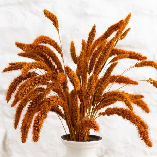 Dunelm Dried 55cm Orange Setaria Macrostachia Bundle 6 Dunelm Dried 55cm Orange Setaria Macrostachia Bundle - Image 4