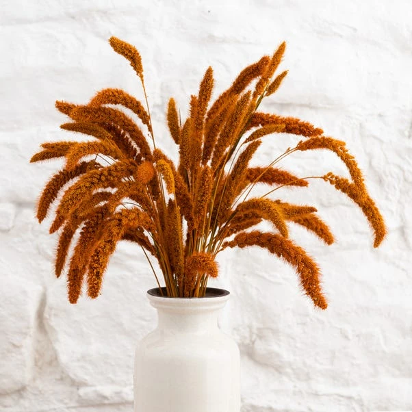 Dunelm Dried 55cm Orange Setaria Macrostachia Bundle 7 Dunelm Dried 55cm Orange Setaria Macrostachia Bundle - Image 5