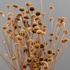 Dunelm Dried Natural Wild Daisy Bundle 10 Dunelm Dried Natural Wild Daisy Bundle -Cool Decoration 30751174 alt02