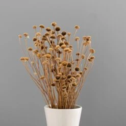 Dunelm Dried Natural Wild Daisy Bundle 11 Dunelm Dried Natural Wild Daisy Bundle -Cool Decoration 30751174 alt03