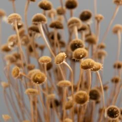 Dunelm Dried Natural Wild Daisy Bundle 12 Dunelm Dried Natural Wild Daisy Bundle -Cool Decoration 30751174 alt04