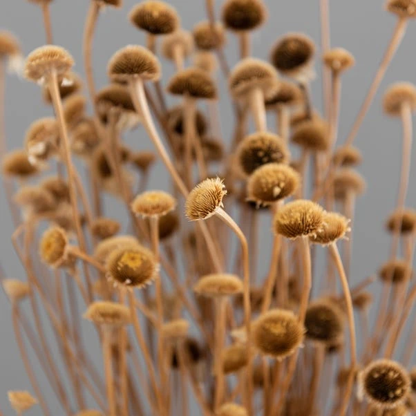 Dunelm Dried Natural Wild Daisy Bundle 7 Dunelm Dried Natural Wild Daisy Bundle - Image 5