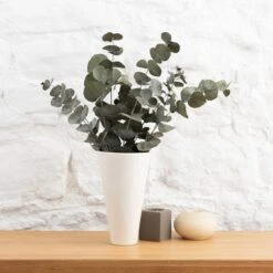 Dunelm Preserved Eucalyptus Syneria Bundle