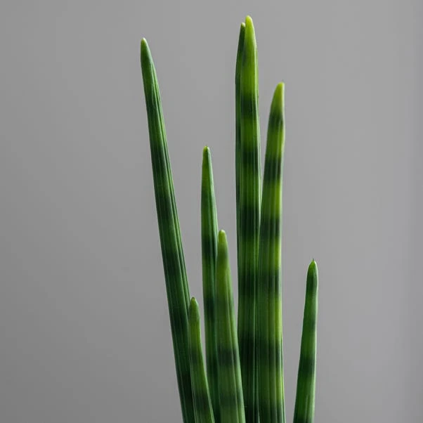 Dunelm Artificial Snake Plant In Black Pot 50cm 4 Dunelm Artificial Snake Plant In Black Pot 50cm - Image 2