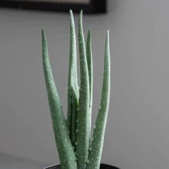 Dunelm Artificial Aloe Vera In Black Pot 24cm -Cool Decoration 30752437 alt01