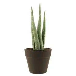 Dunelm Artificial Aloe Vera In Black Pot 24cm -Cool Decoration 30752437 alt03