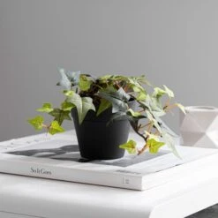 Dunelm Artificial Trailing Ivy In Black Pot 45cm 8 Dunelm Artificial Trailing Ivy In Black Pot 45cm -Cool Decoration 30752441 alt02