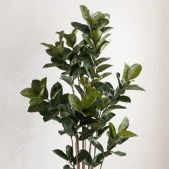 Dunelm Artificial Rubber Tree 180cm -Cool Decoration 30754631 alt02