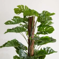 Dunelm Artificial Monstera Tree 180cm -Cool Decoration 30754635 alt02