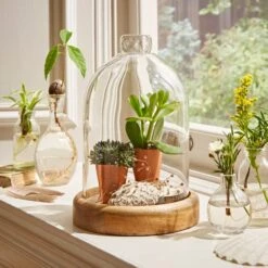 Natural History Museum Mango Wood Cloche