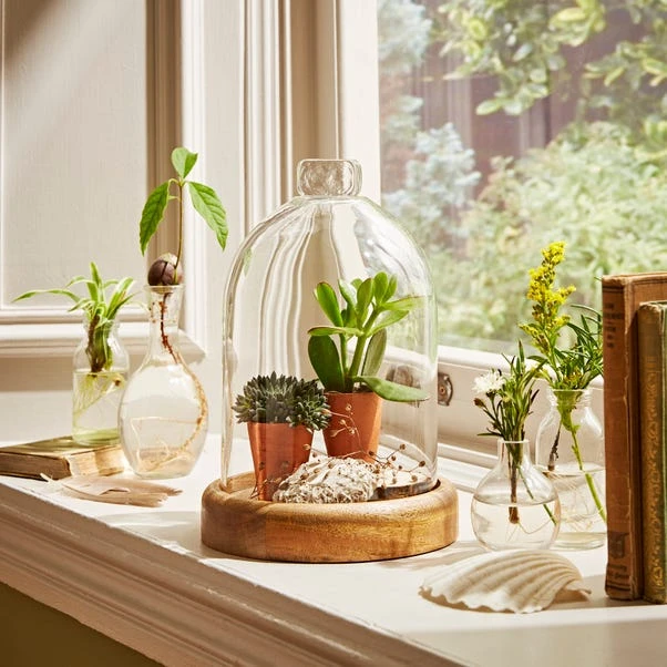 Natural History Museum Mango Wood Cloche 4 Natural History Museum Mango Wood Cloche - Image 2