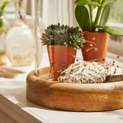 Natural History Museum Mango Wood Cloche 10 Natural History Museum Mango Wood Cloche -Cool Decoration 30756334 alt03