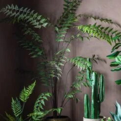 Cedar & Sage Beau Butterfly Fern
