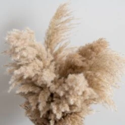Dunelm Dried Pampas Natural Grass Bundle 75cm -Cool Decoration 30763276 alt02