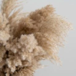 Dunelm Dried Pampas Natural Grass Bundle 75cm -Cool Decoration 30763276 alt03