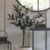 Cedar & Sage Hurst Olive Tree Small