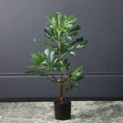 Scottish Everlastings Fig Tree 71cm