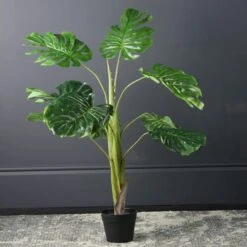 Scottish Everlastings Monstera Tree 110cm
