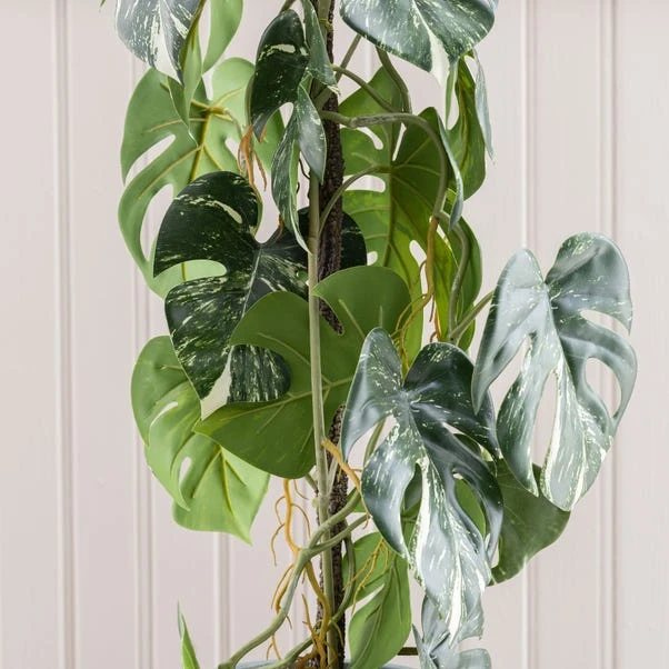 Dunelm Artificial Climbing Variegated Monstera In Pacific Pot 6 Dunelm Artificial Climbing Variegated Monstera In Pacific Pot - Image 4