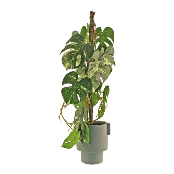 Dunelm Artificial Climbing Variegated Monstera In Pacific Pot 7 Dunelm Artificial Climbing Variegated Monstera In Pacific Pot - Image 5