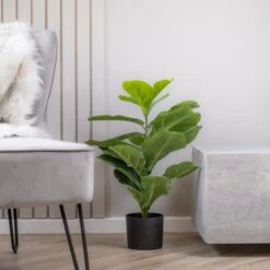 Scottish Everlastings 70cm Real Touch Fiddleleaf Fig